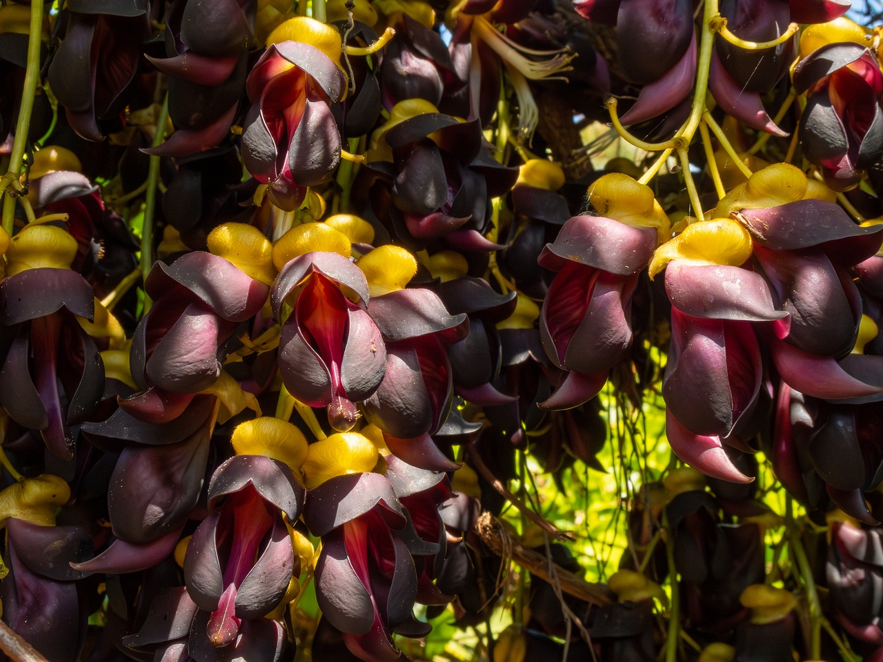 !Mucuna sempervirens _2025-05-13_1-2