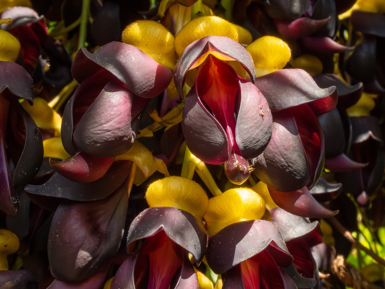 Mucuna sempervirens _2025-05-13_1-3