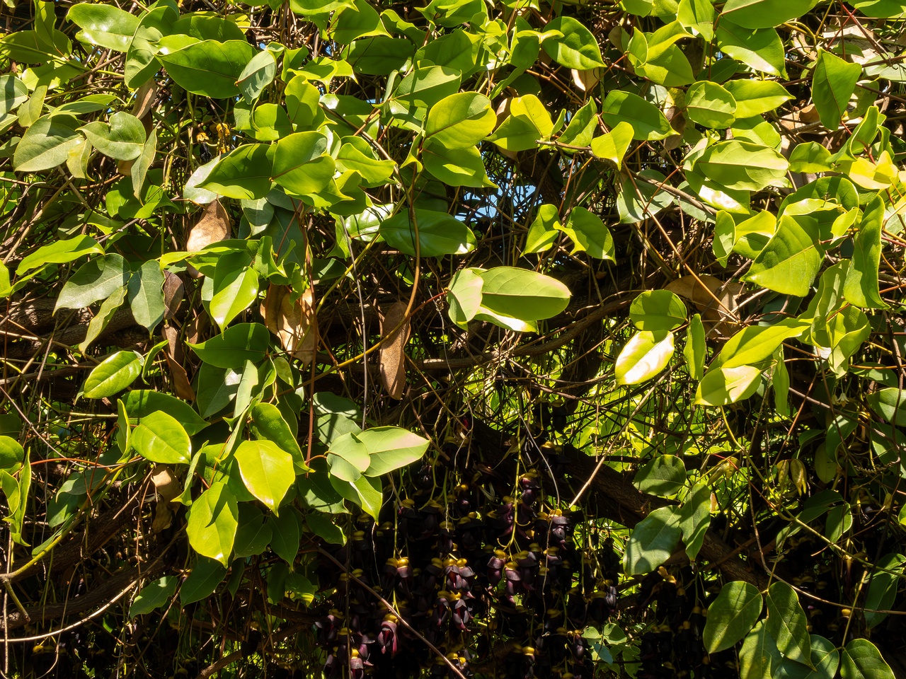 Mucuna sempervirens _2025-05-13_1-4