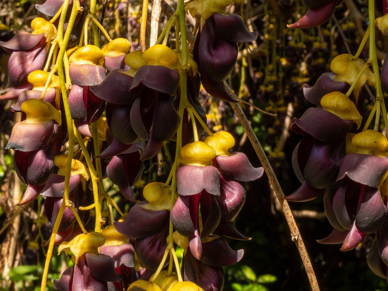 Mucuna sempervirens _2025-05-13_1-5