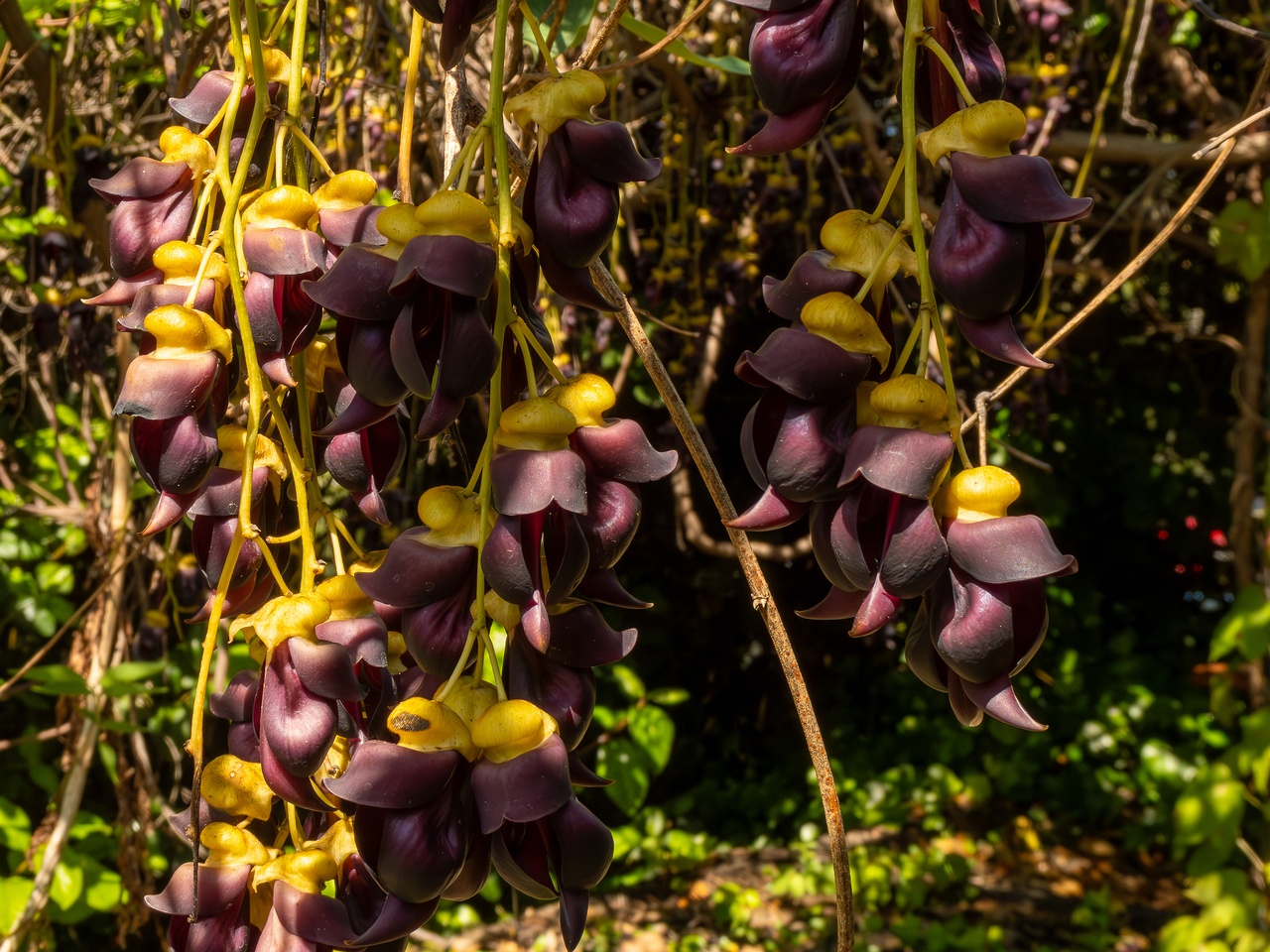 Mucuna sempervirens _2025-05-13_1-6