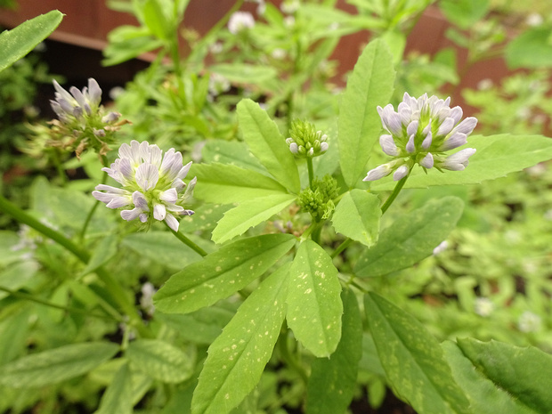 Пажитник голубой - Trigonella caerulea