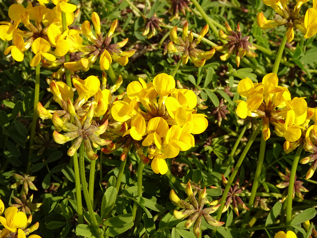 Подковник хохлатый - Hippocrepis comosa