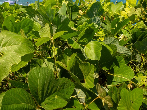 Пуэрария дольчатая - Pueraria montana