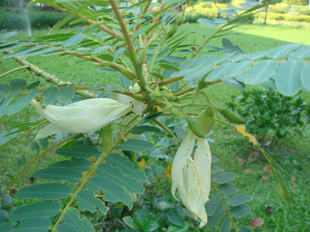 Сесбания крупноцветковая белая форма - Sesbania grandiflora f. alba