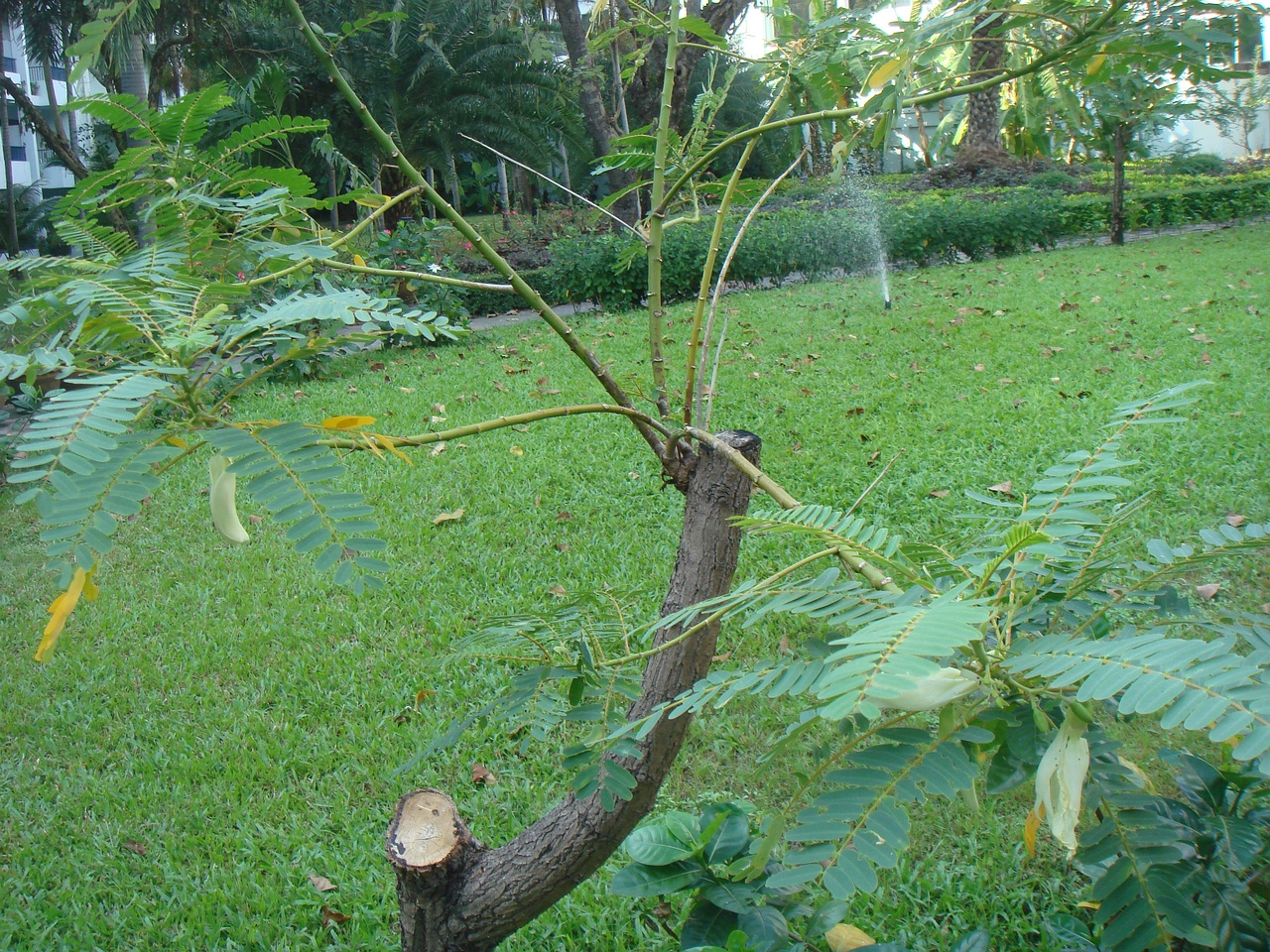 DSC05838