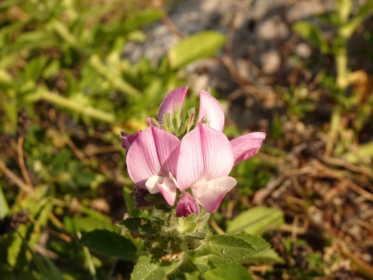 0DSC04792