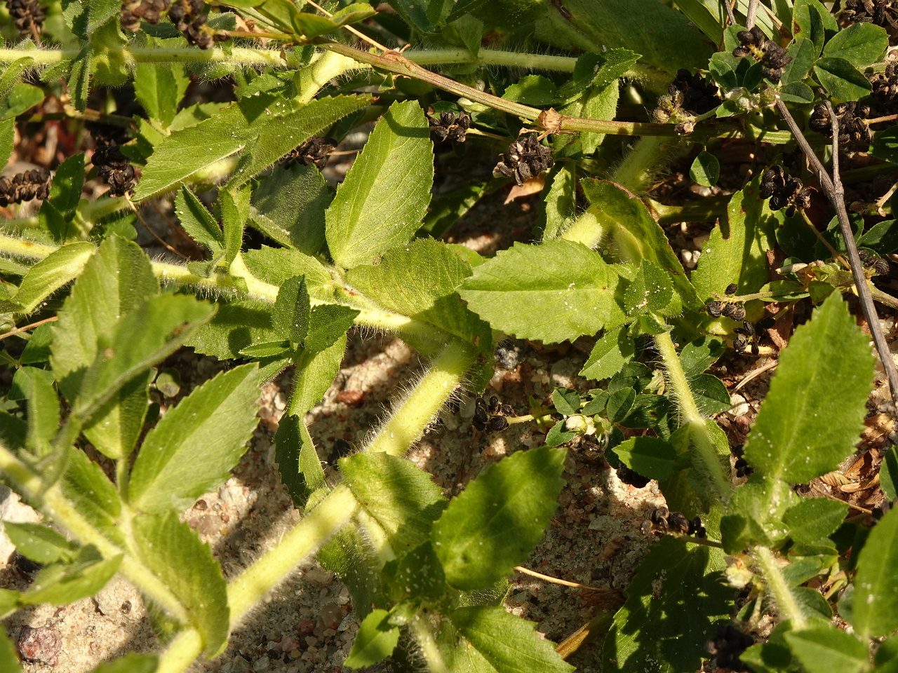 DSC04789
