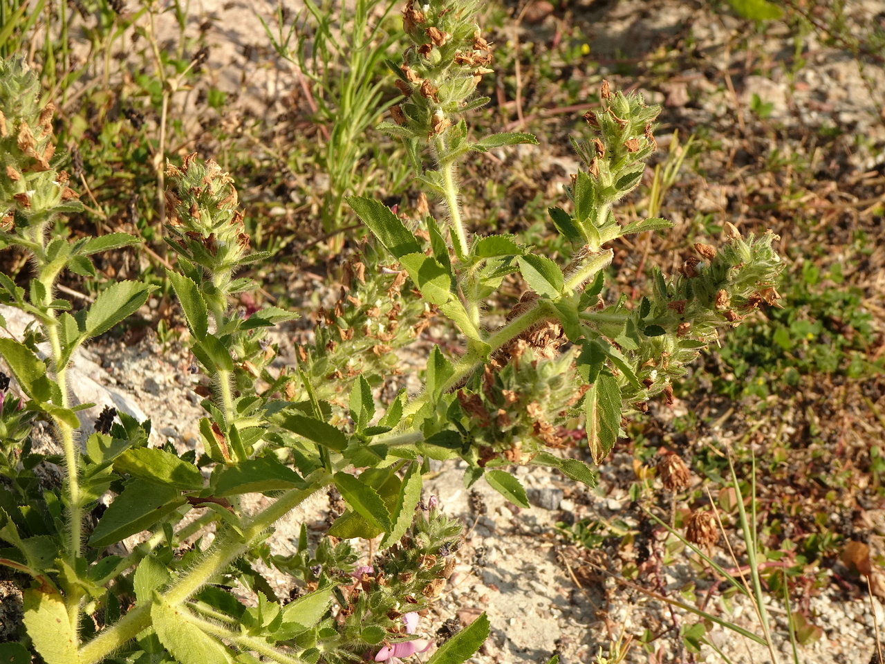 DSC04791