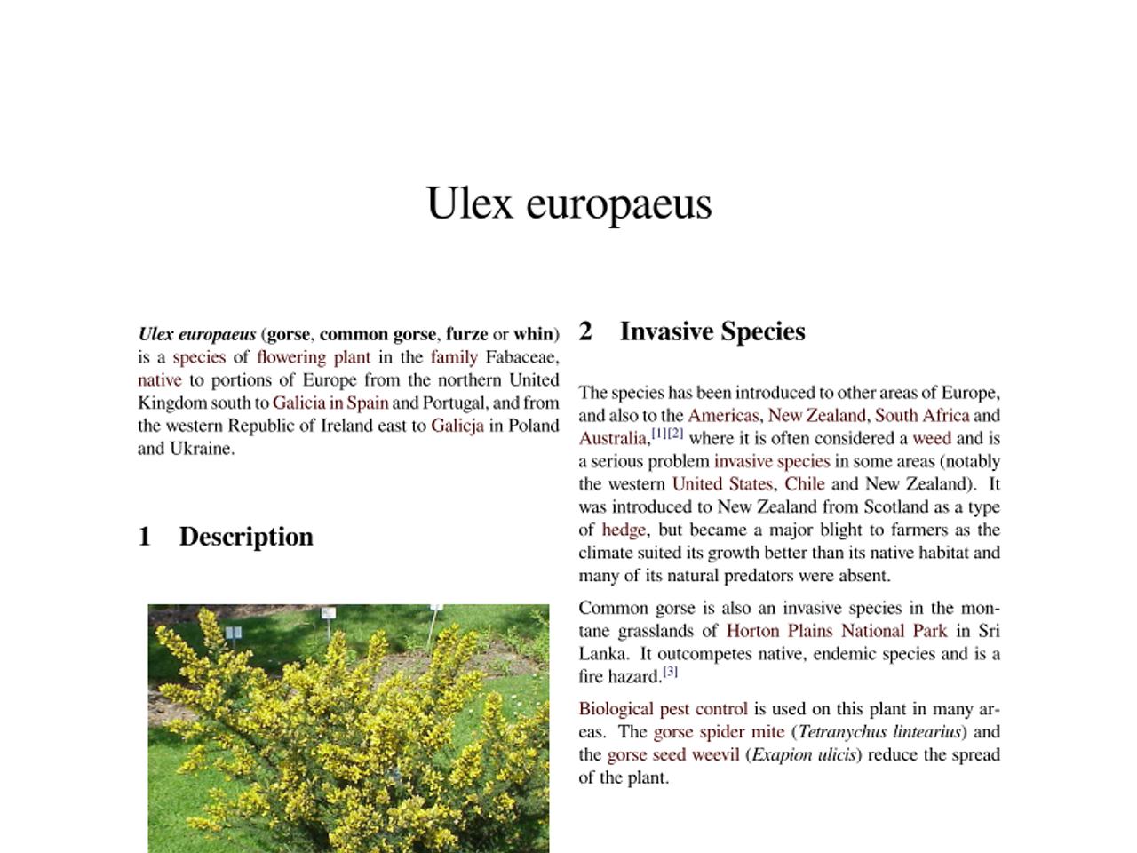 Ulex_europaeus_wiki_en