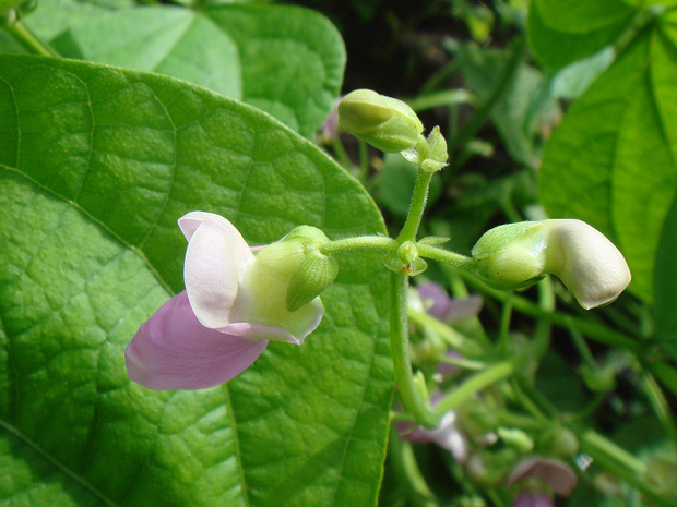Фасоль обыкновенная - Phaseolus vulgaris