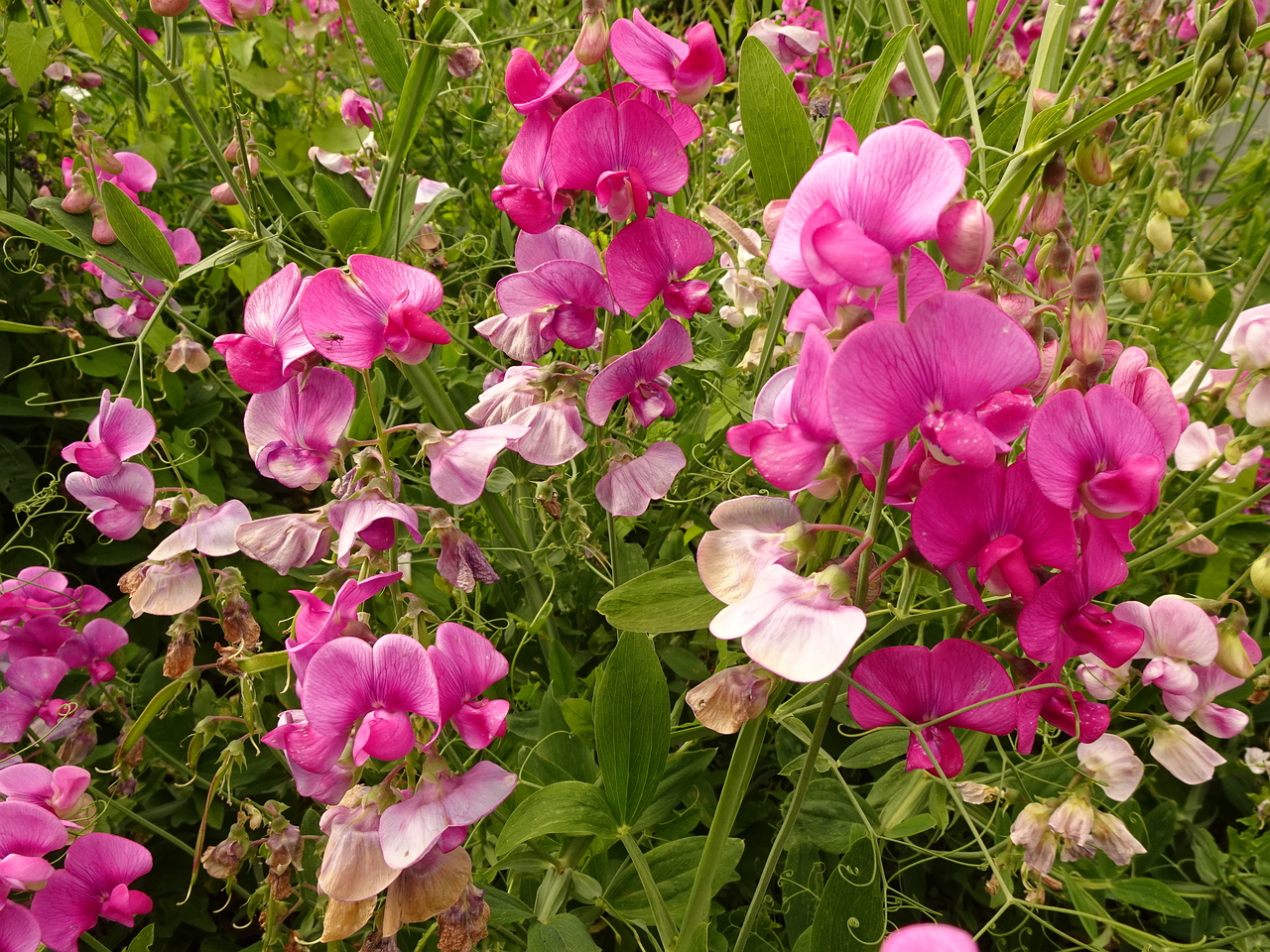 0DSC04448