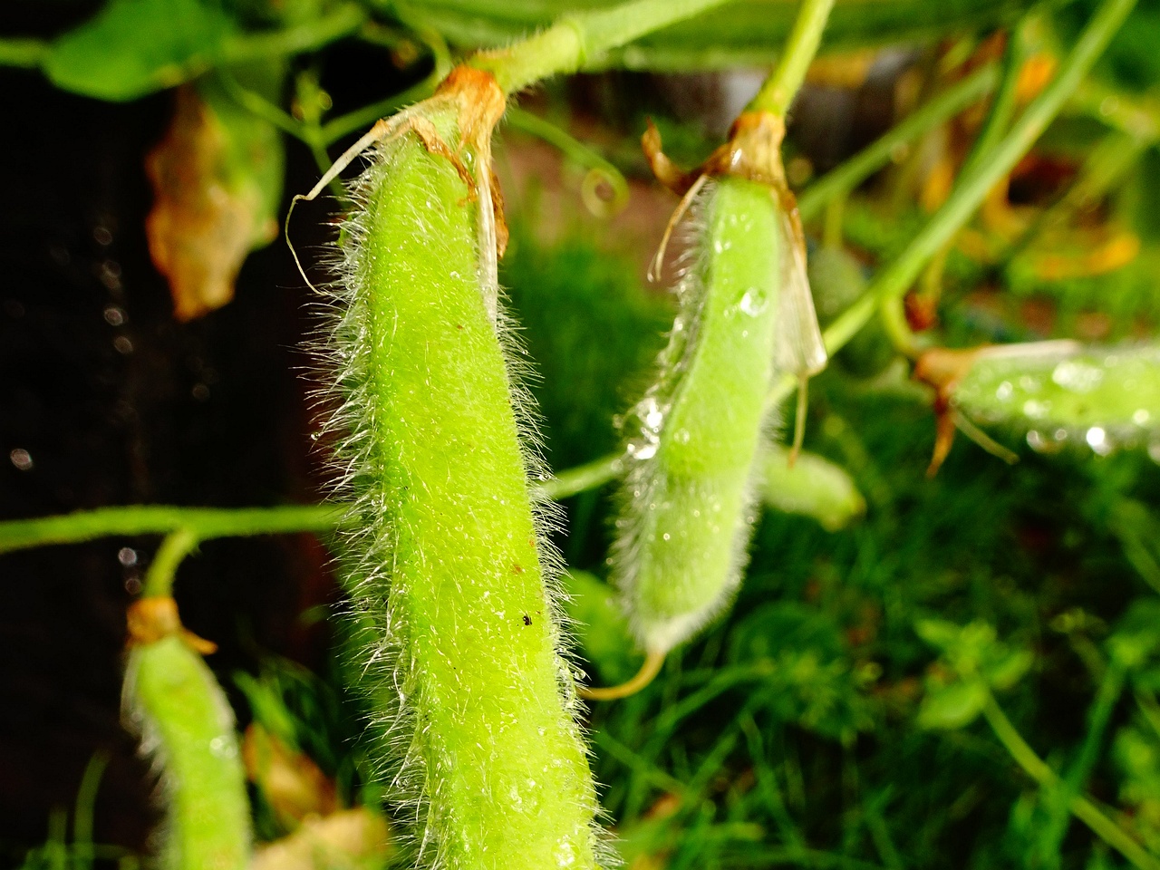 DSC00171
