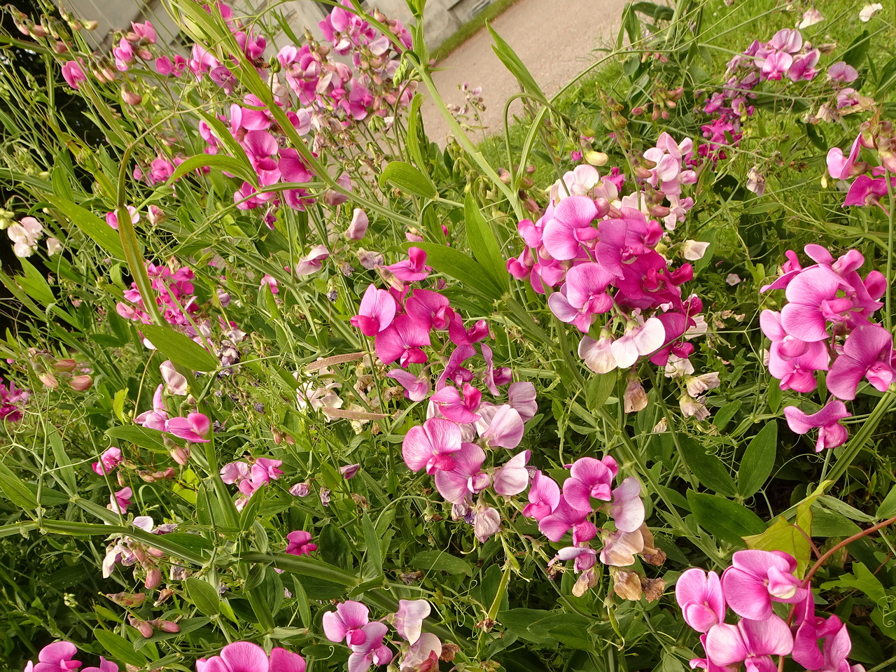 DSC04449