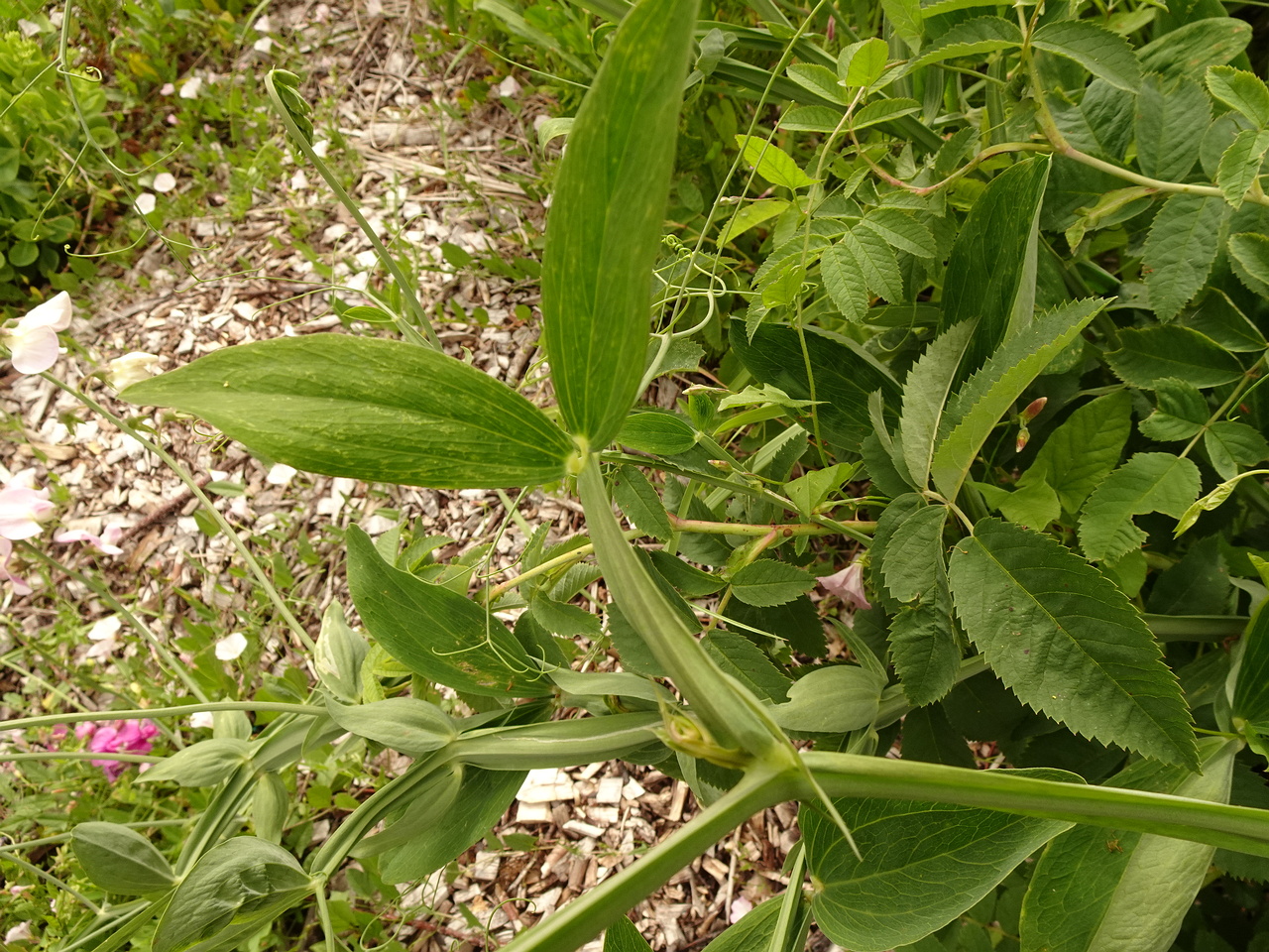 DSC04451