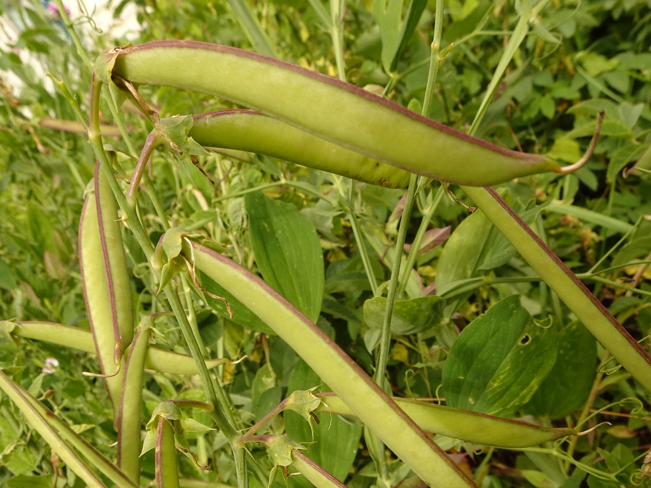 DSC04455
