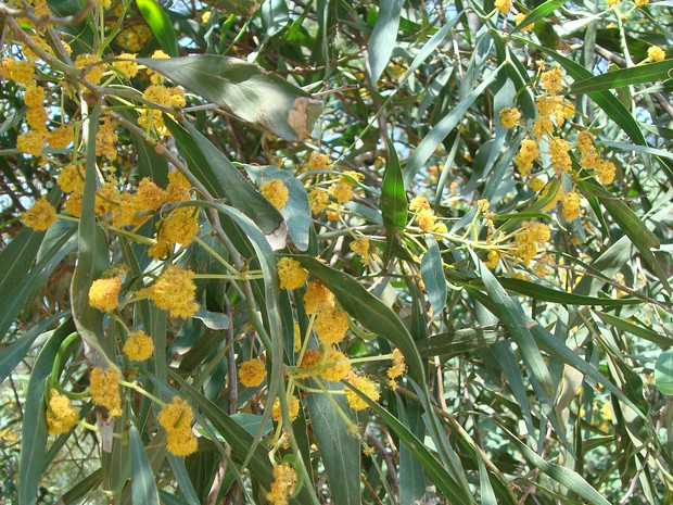 Акация ивовая - Acacia saligna