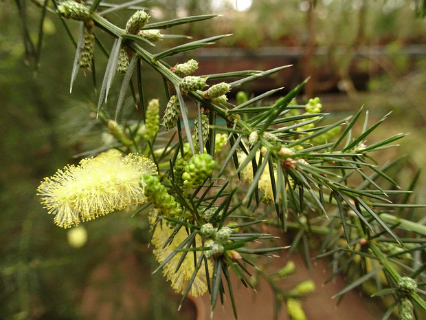 Акация мутовчатая - Acacia verticillata