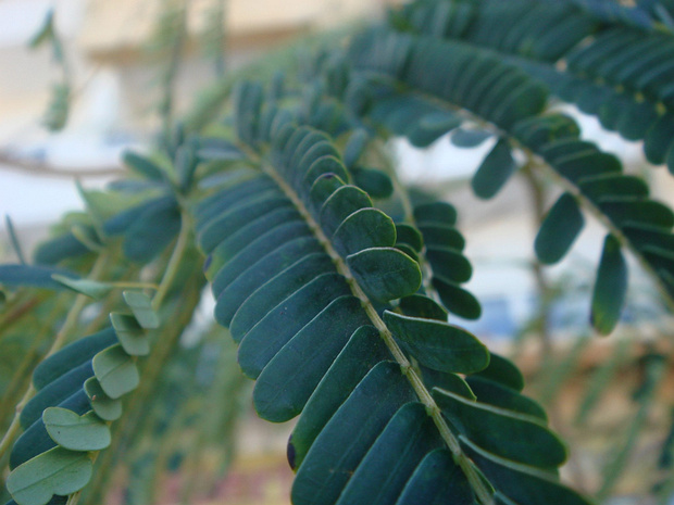 Акация нильская, аравийская - Acacia nilotica