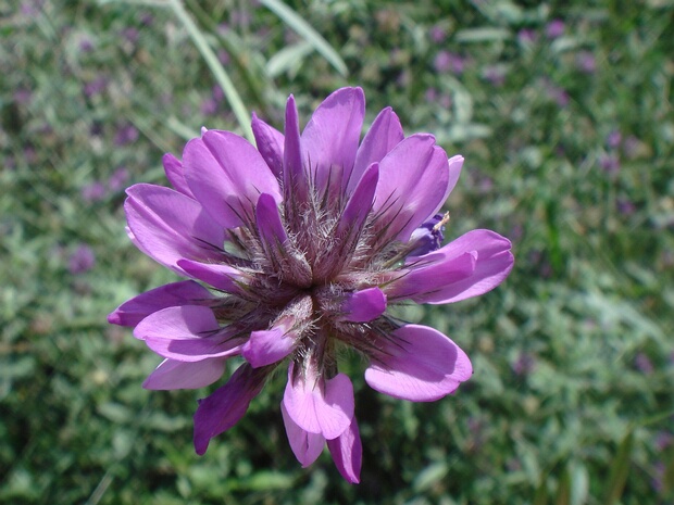 Битуминария смолистая - Bituminaria bituminosa