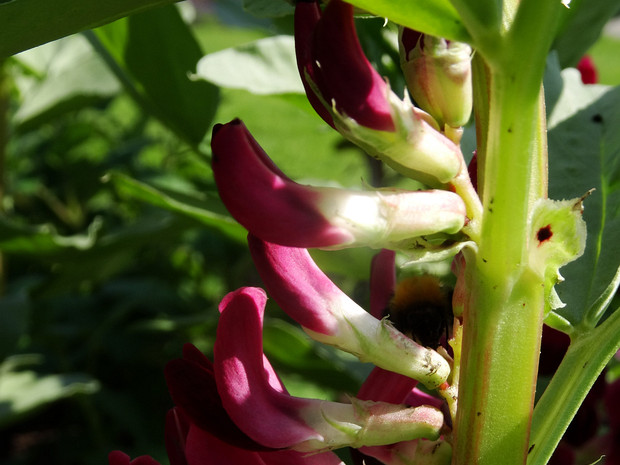 Боб садовый 'Багровое Цветение' - Vicia faba 'Crimson Flowered'
