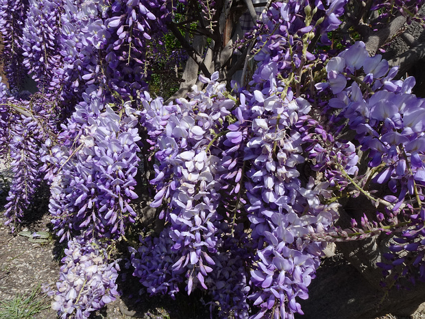 Глициния китайская - Wisteria sinensis