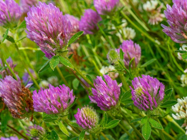 Клевер луговой - Trifolium pratense