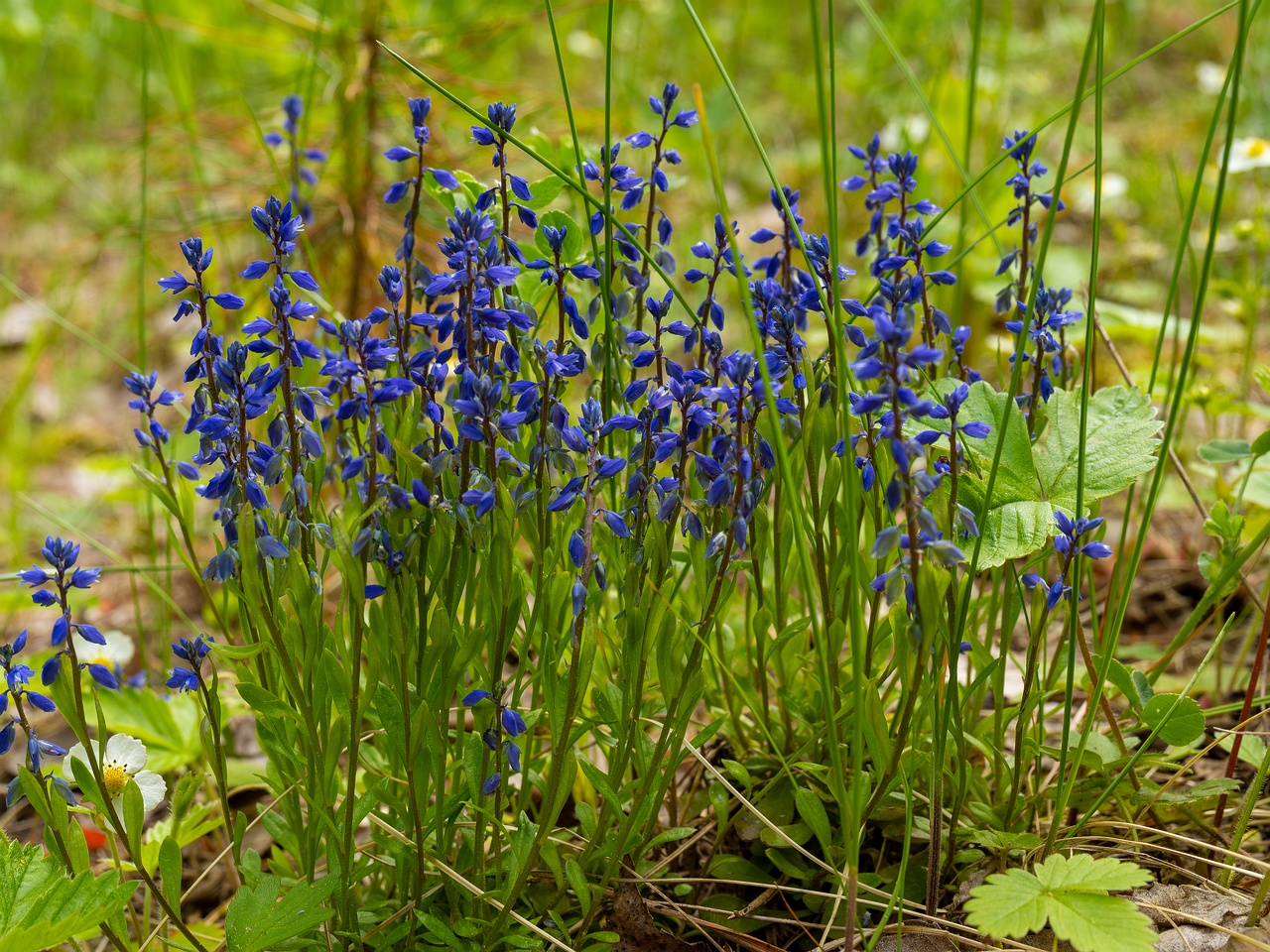 Polygala amarella _2025-06-07_1-4