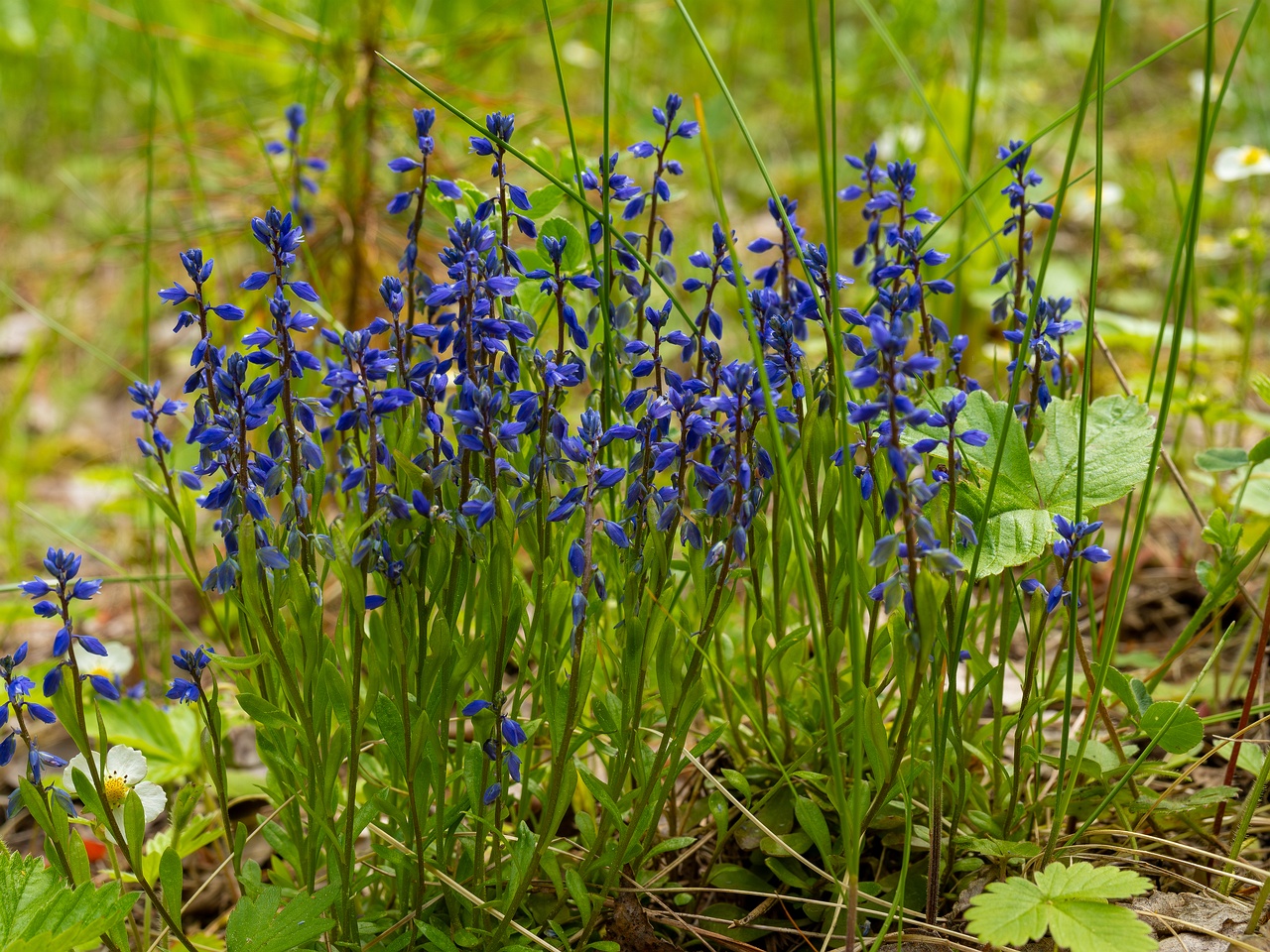 Polygala amarella _2025-06-07_1-5