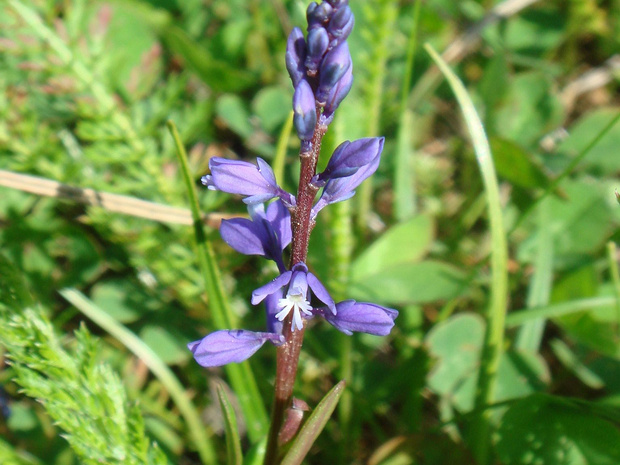 Истод горьковатый - Polygala amarella