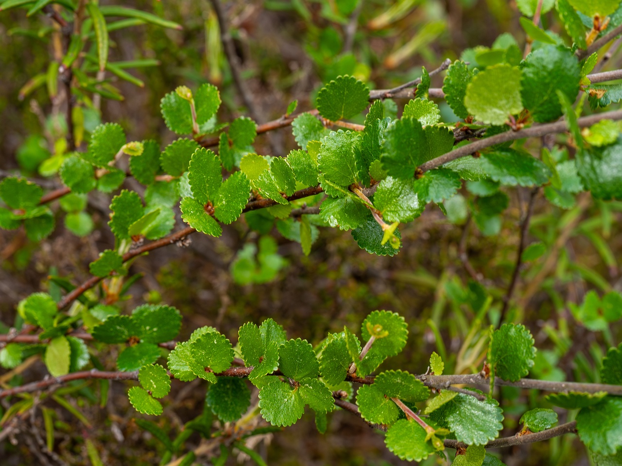Betula nana _2025-06-07_1-2