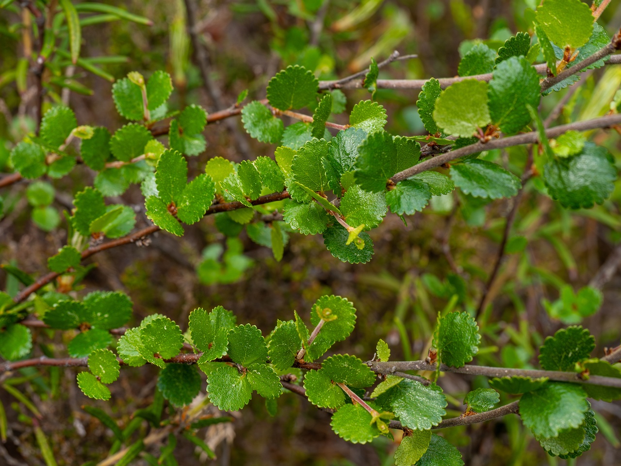 Betula nana _2025-06-07_1-3