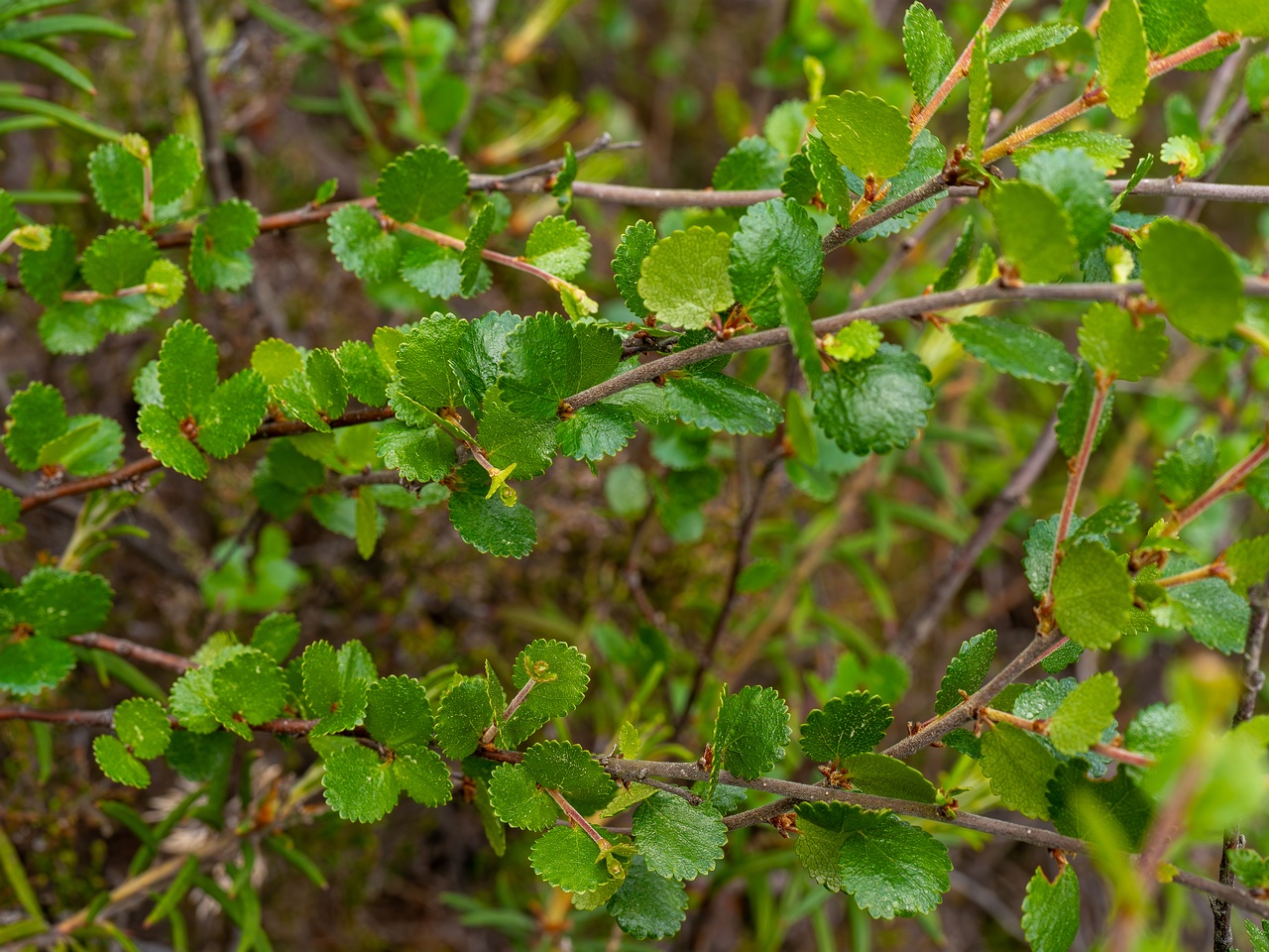 Betula nana _2025-06-07_1-4