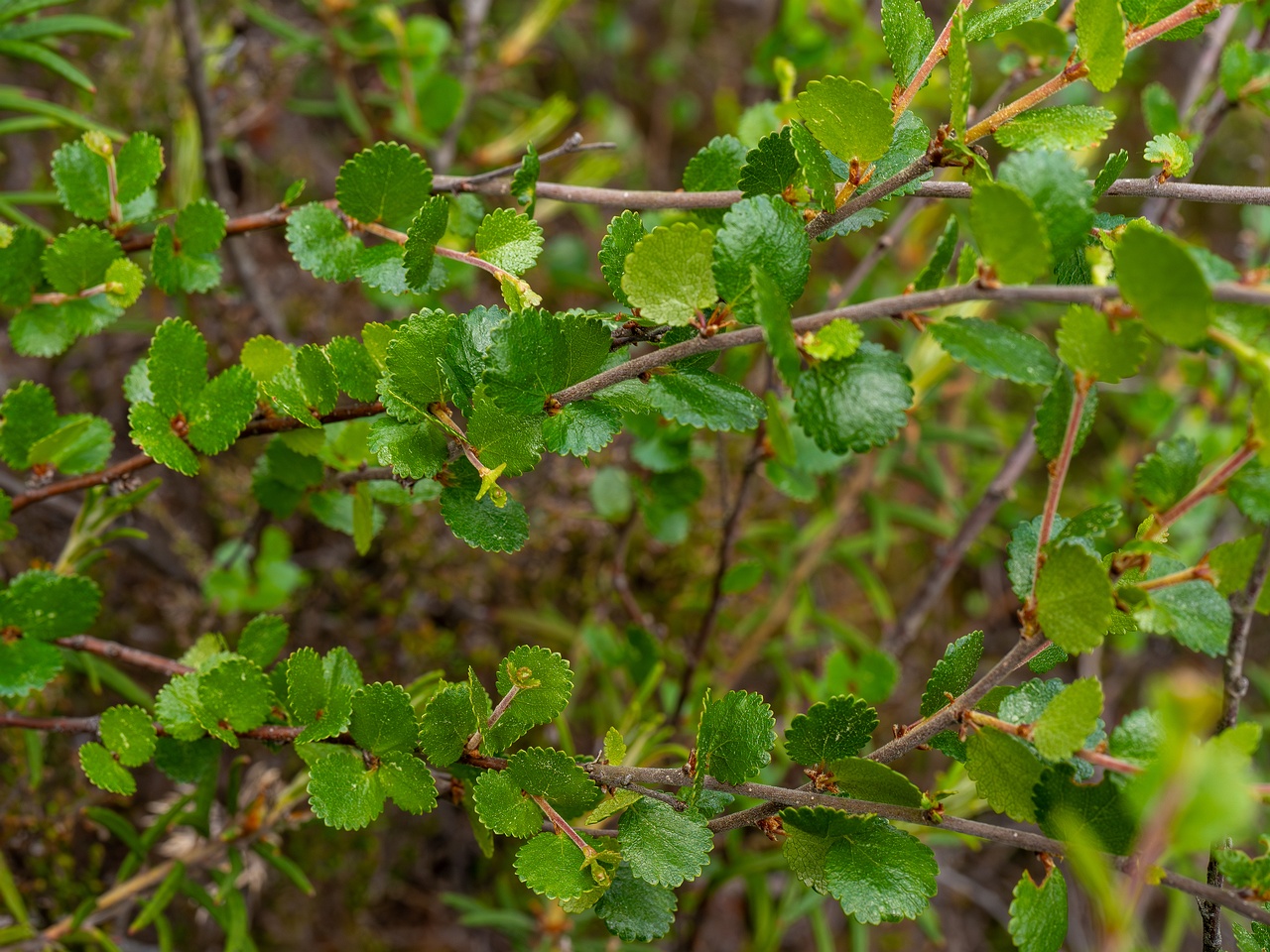 Betula nana _2025-06-07_1-5