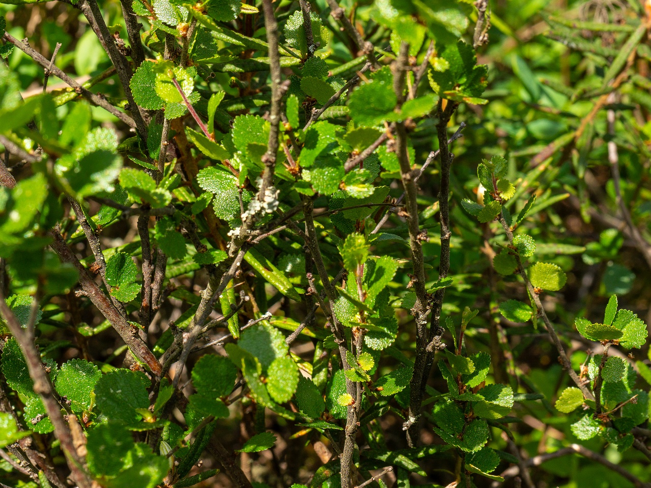 Betula nana _2025-06-07_2-1