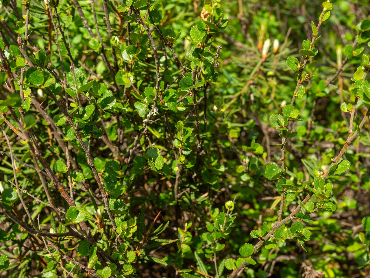 Betula nana _2025-06-07_2-2
