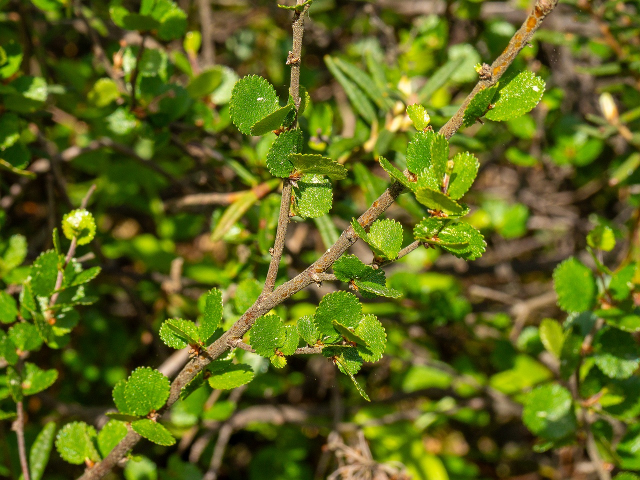 Betula nana _2025-06-07_2-3