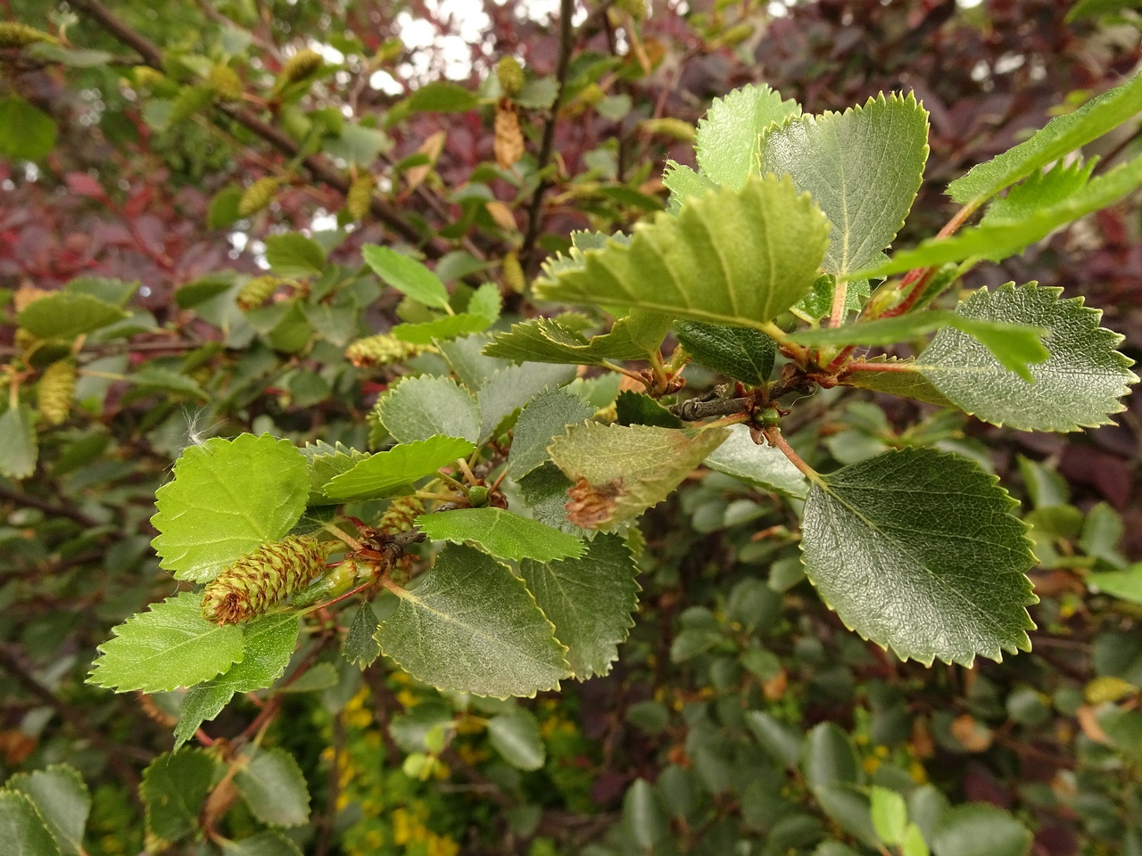 Betula nana 22-Jul-19 _ 11_58_46