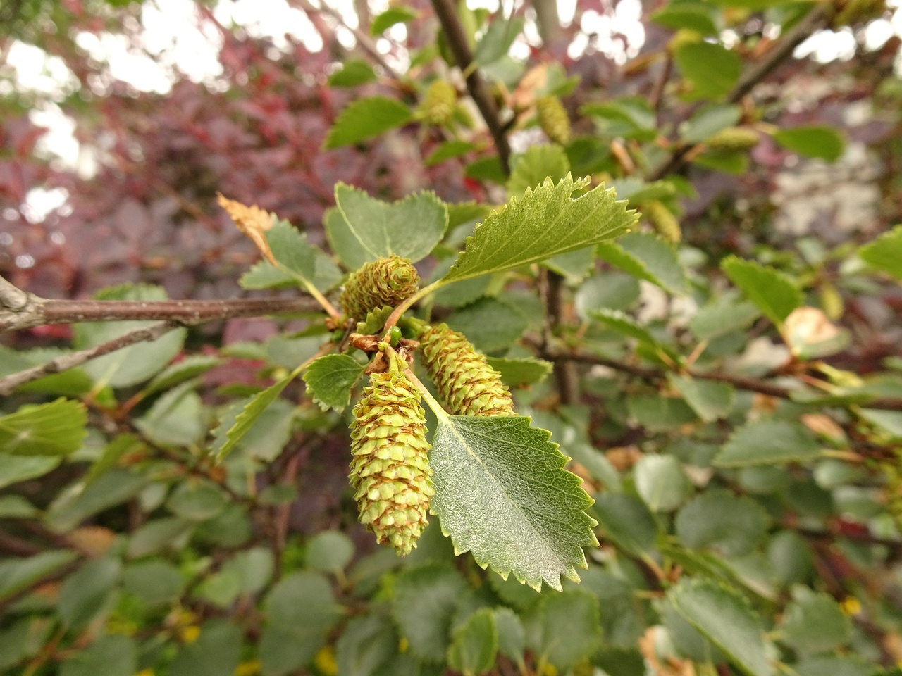 Betula humilis 22-Jul-19 _ 11_58_32