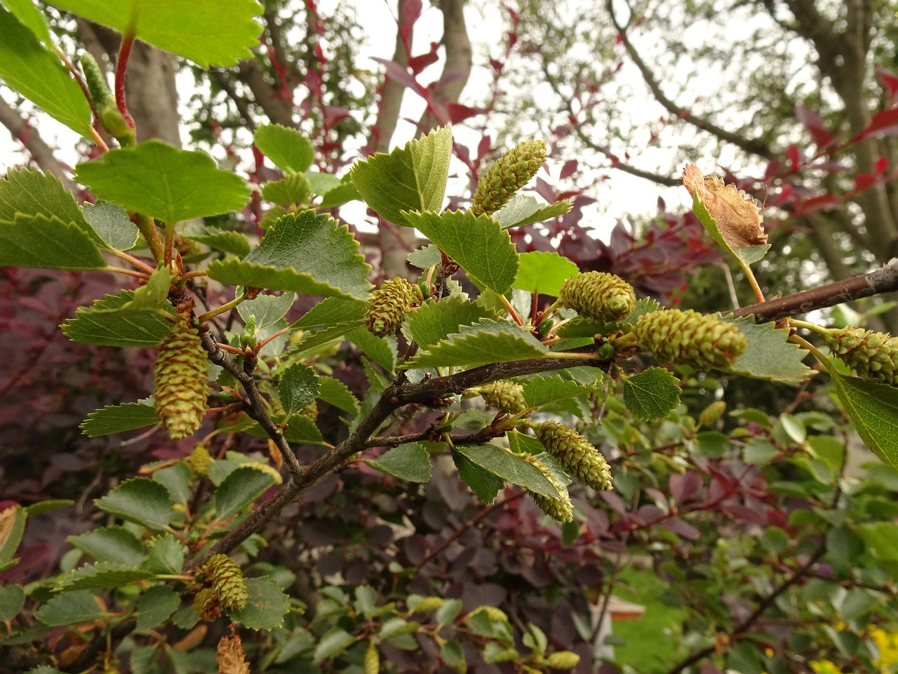 Betula humilis 22-Jul-19 _ 11_58_40