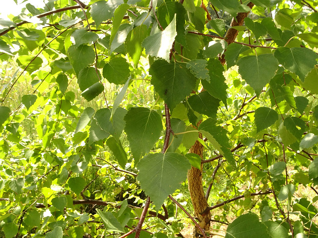 Берёза карельская - Betula pendula var. carelica