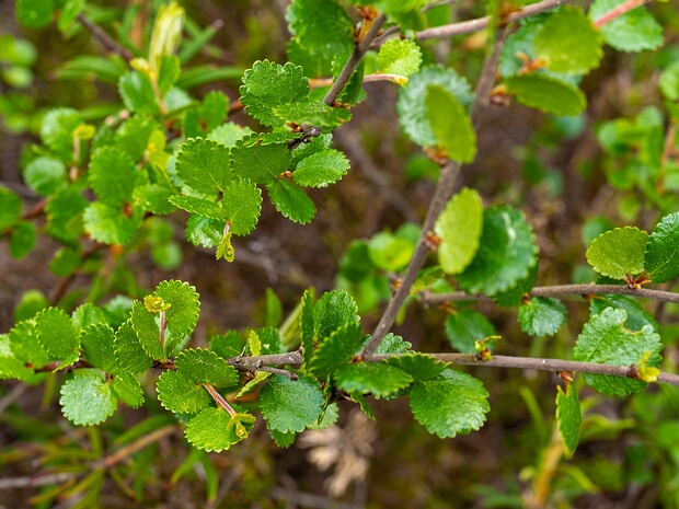 Берёза карликовая - Betula nana