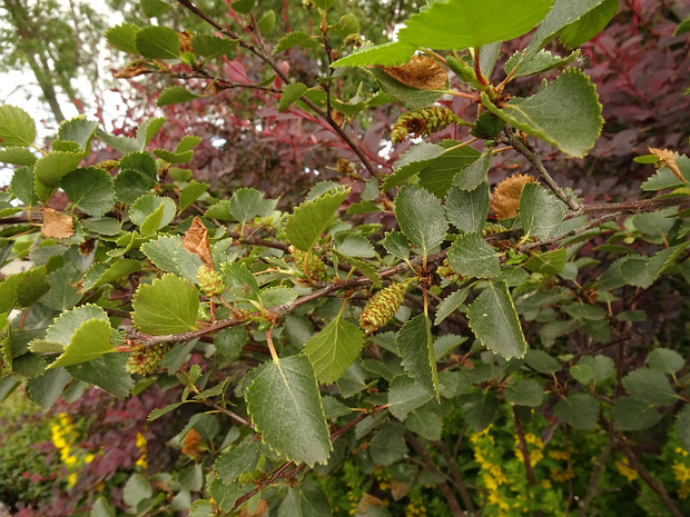Берёза карликовая, малорослая, карличная - Betula nana