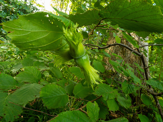 Лещина крупная - Corylus maxima