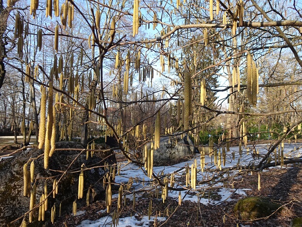 Ольха серая - Alnus incana