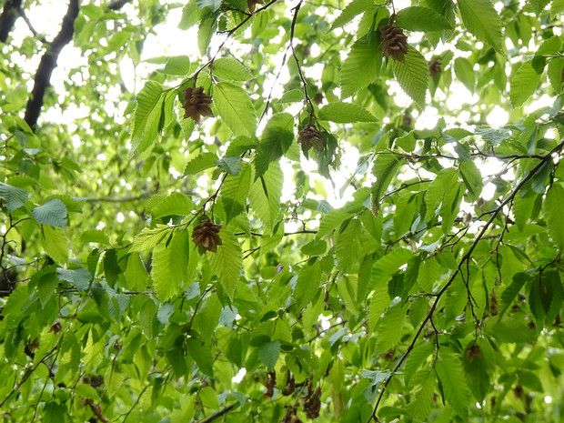 Хмелеграб обыкновенный - Ostrya carpinifolia
