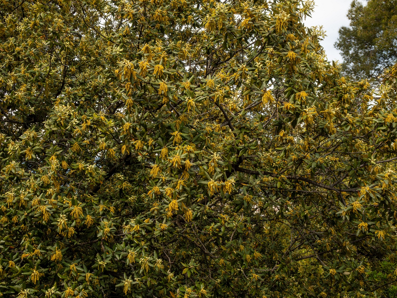 Quercus ilex _2025-05-11_1-1