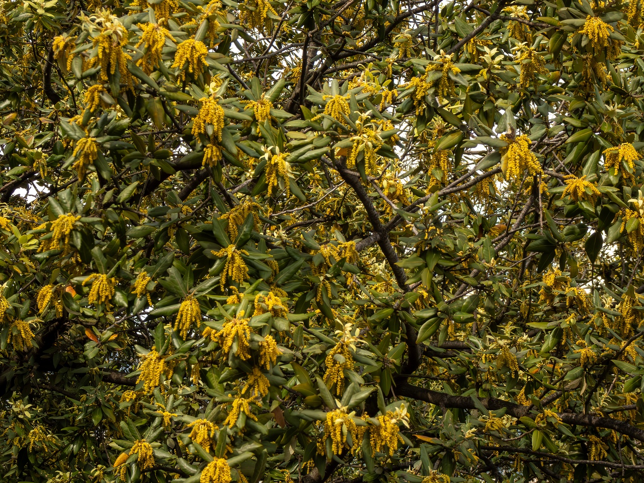 Quercus ilex _2025-05-11_1-2