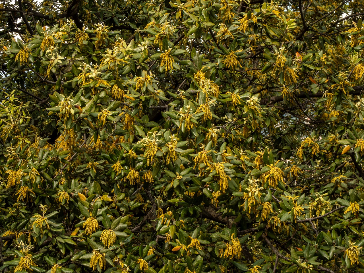 Quercus ilex _2025-05-11_1-3