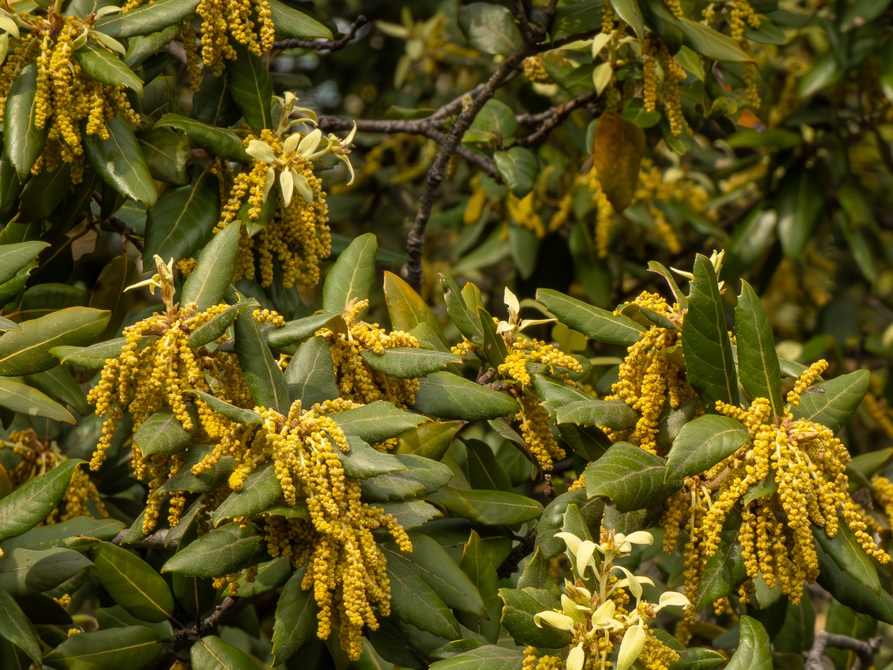 Quercus ilex _2025-05-11_1-4